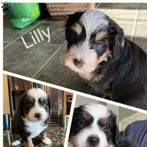 Lilly, Mini Bernedoodle Puppy
